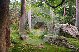 The traditional Japanese moss park with cypress trees. Kyoto. Japan