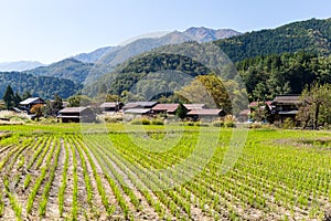 Traditional Japanese Shirakawago village and rice field