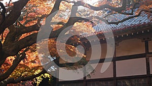 traditional japanese shrine roof with bright full color red orange maple leaves slightly moving on the tree branches in autumn day