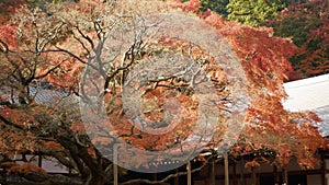 traditional japanese shrine roof with bright full color red orange maple leaves slightly moving on the tree branches in autumn day