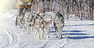 Traditional Kamchatka Dog Sledge Race