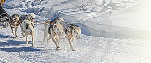 Traditional Kamchatka Dog Sledge Race