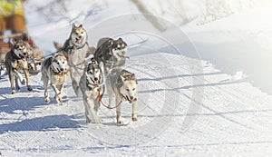 Traditional Kamchatka Dog Sledge Race Elizovsky sprint