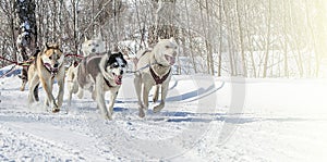 Traditional Kamchatka Dog Sledge Race Elizovsky sprint