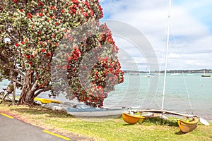 Traditional kiwi summer beach with flowering red Pohutukaka tree