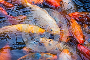 Traditional koi carps in the pond