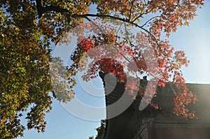 Traditional Korean Hanok Village building with old wooden roof in the afternoon Autumn in Seoul, South Korea with red maple leaves