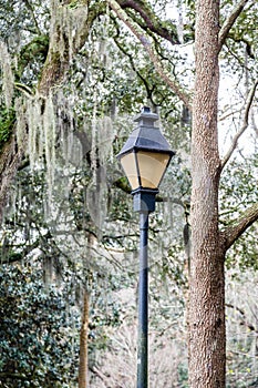 Traditional Lamp Post by Tree and Spanish Moss