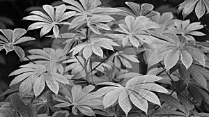 Traditional leaves of a tree black and white photo
