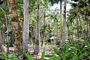 Traditional little bamboo house in the jungle. Palawan.
