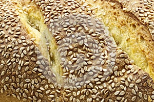 Traditional loaf of Sicilian bread with sesame, closeup