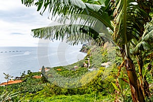 Traditional Madeiran houses behind a banana plantation.