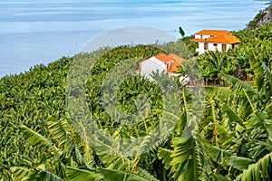 Traditional Madeiran houses behind a banana plantation.