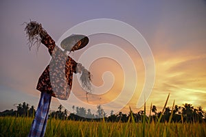 Traditional Malays scare crows in sunset