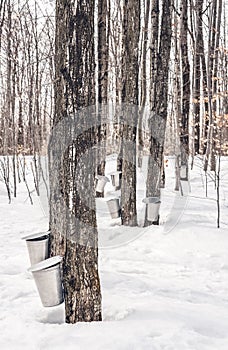 Traditional maple syrup production