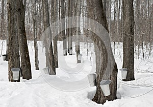 Traditional maple syrup production