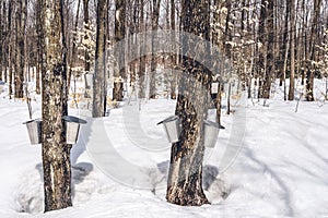 Traditional maple syrup production in Quebec