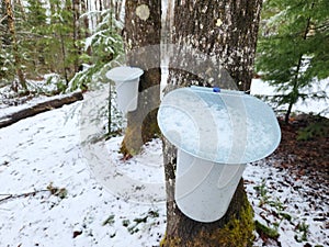 Old fashion Maple water gathering for spring syrup farm in Canada.