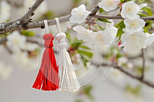 Traditional Martisor, martenitsa red white tassels tied to flowering branch, heralding spring on blossoming Branch. Moldavian,