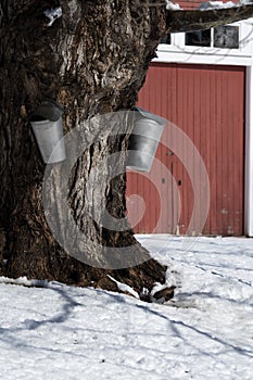 Traditional Metal Buckets Collecting Sap from Old Maple Tree on Farm with Red Barn