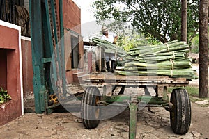 Traditional method of obtaining thread from the henequen plant