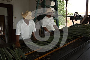 Traditional method of obtaining thread from the henequen plant