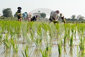 Traditional Method of Rice Planting.Rice farmers divide young rice plants and replant in flooded rice fields in south east asia