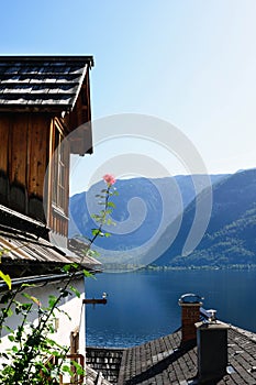 Traditional old austrian wooden house in Hallstatt, Austria. The roof of the house and a lonely rose on the background of the Aust
