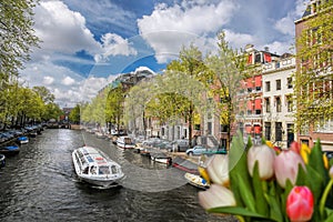 Traditional old buildings and boat on canal against colorful tulips in Amsterdam, Netherlands