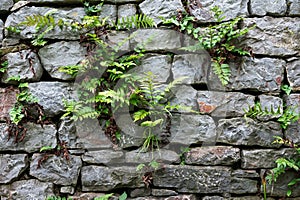 Traditional old dry stone wall background