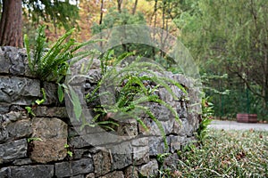 Traditional old dry stone wall background