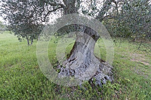 Traditional old of olive trees in plantation. Morning sky. Agricultural land, Italy, Tuscany region. Big ancient olive tree