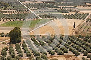 Traditional olive trees plantation in Crete. Greece