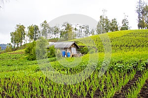 Traditional onion farm