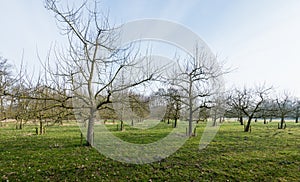 Traditional orchard with half standard cherry trees