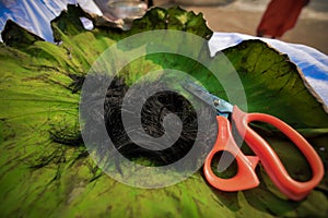 Traditional ordination ceremony for man to become buddist monk in asia.cutted hair of a man on lotus leaf with scissors