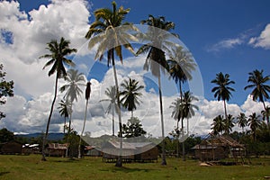 Traditional and original village with palmtrees in West Papua