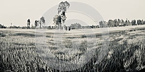 Traditional paddy crops field around an urban village