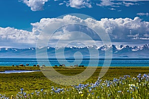 Traditional pasture in the high mountains. Kyrgyzstan. Song Kol Lake