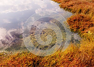 Traditional peat bog landscape, bog vegetation painted in autumn, grass, moss covers the ground