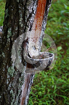 The traditional pine resin extraction process