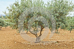 Traditional plantation of olive trees. Provence, France