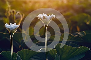 Traditional pumpkin flowers in an agricultural field