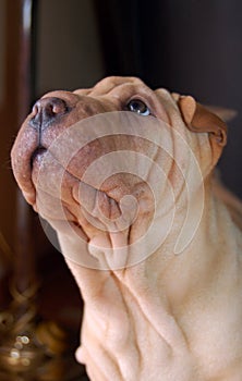 Traditional puppy shar pei portrait