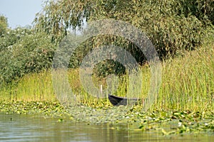 Traditional raft called Lotca the fishing boat of the fishermans in the Danube Delta (Delta Dunarii) Romania near Letea Village