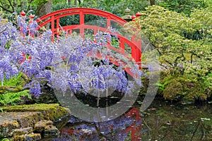 Traditional red bridge in Japanese garden in spring with Wisteria floribunda