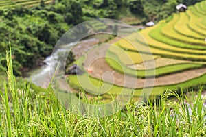 Beautiful rice terrace field on hill in Northern Vietnam