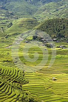 Traditional rice terrace fields in Mu Cang Chai to SAPA region Vietnam