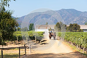 Traditional ride in horse cart around Santa Cruz vineyard in the Colchagua Valley, Chile