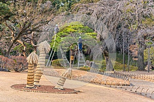 Traditional rolled-up Shimoyoke winter protections for trees in a Japanese garden.